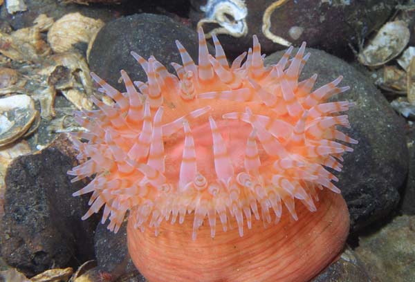 image of a Swimming Anemone