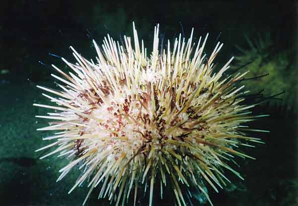 image of a Green Sea Urchin