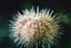 image of a Green Sea Urchin