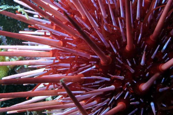 image of a Red Sea Urchin