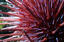 image of a Red Sea Urchin