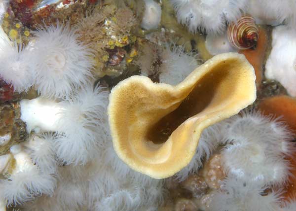 image of a Trumpet or Vase Sponge