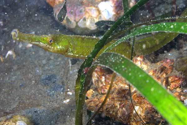 image of a Bay Pipefish