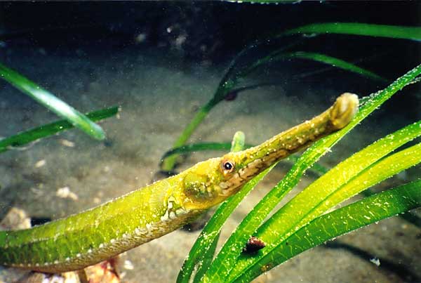 image of a Bay Pipefish