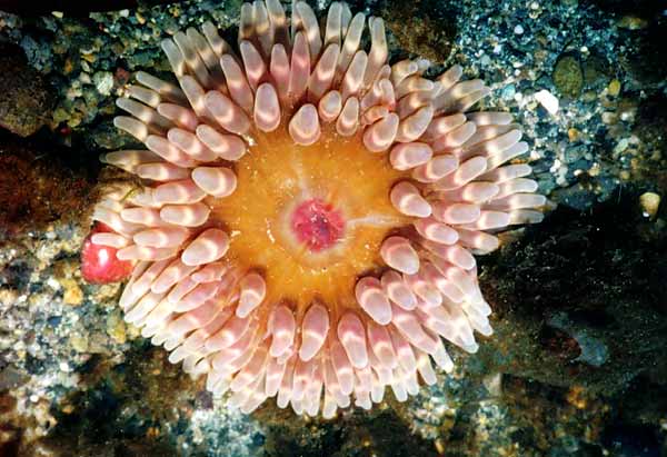 image of a Beaded Anemone