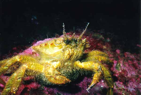 image of a Helmet Crab