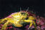 image of a Helmet Crab