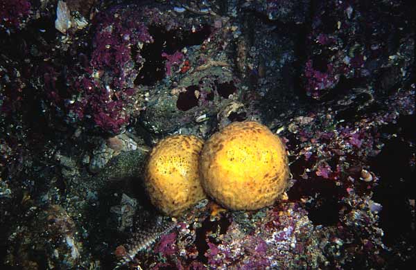 image of a Orange Ball Sponge