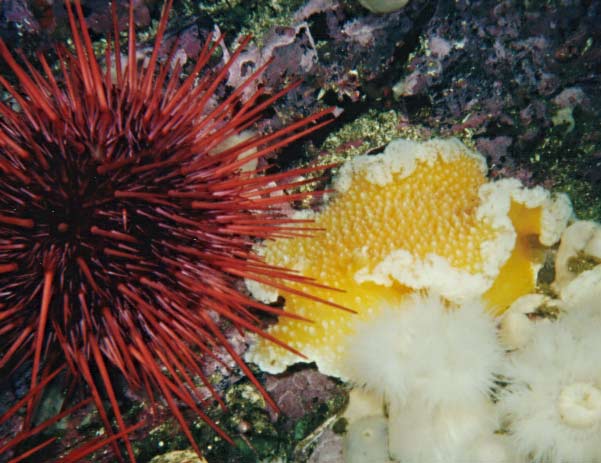 image of a Orange Peel Nudibranch