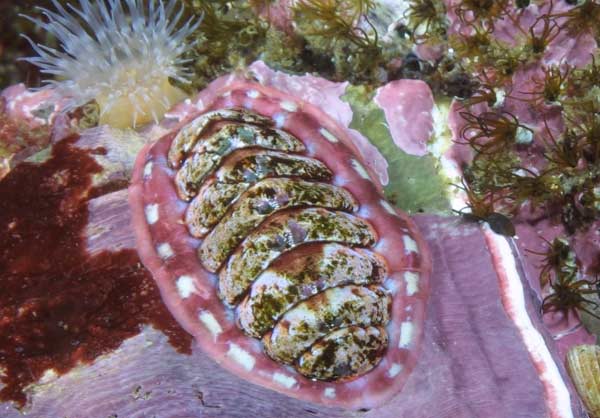 image of a Lined Chiton