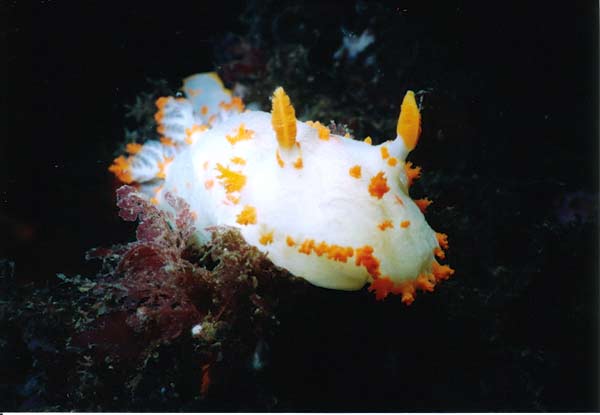 image of a Orange Spotted Nudibranch