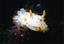 image of a Orange Spotted Nudibranch