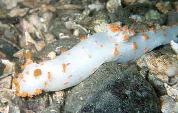 image of a Orange Spotted Nudibranch