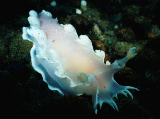 image of a Pink Nudibranch