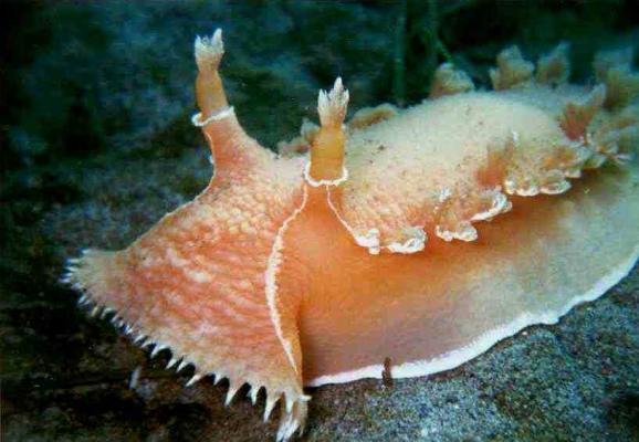 image of a Pink Nudibranch