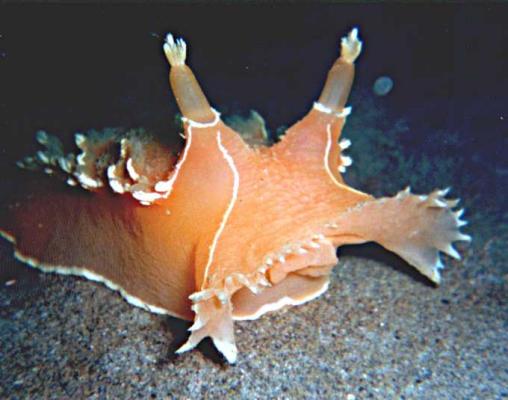 image of a Pink Nudibranch