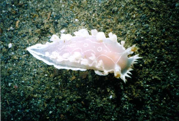 image of a Tritonia Festiva