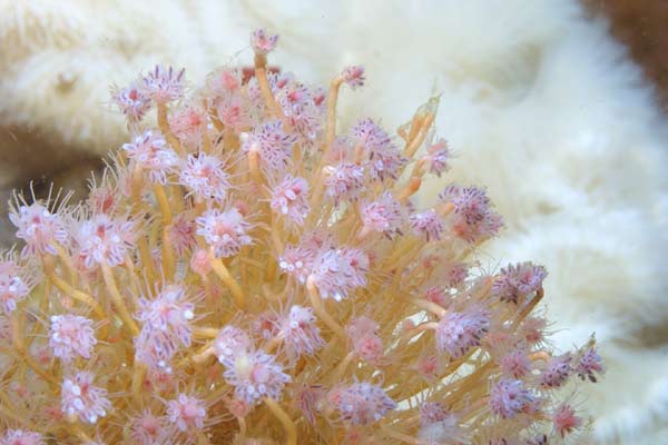 image of a Pink-mouth Hydroid