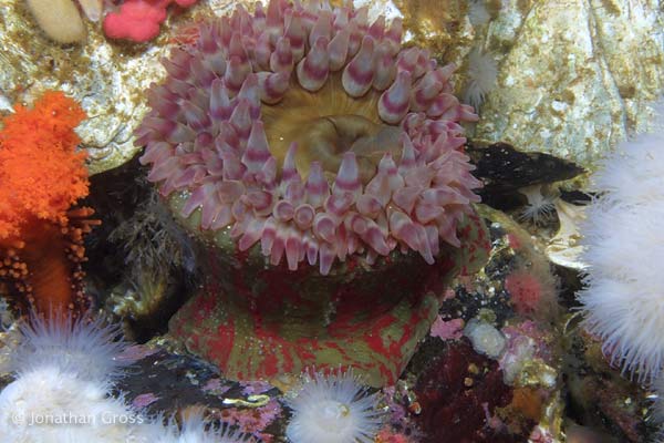 image of a Painted Anemone